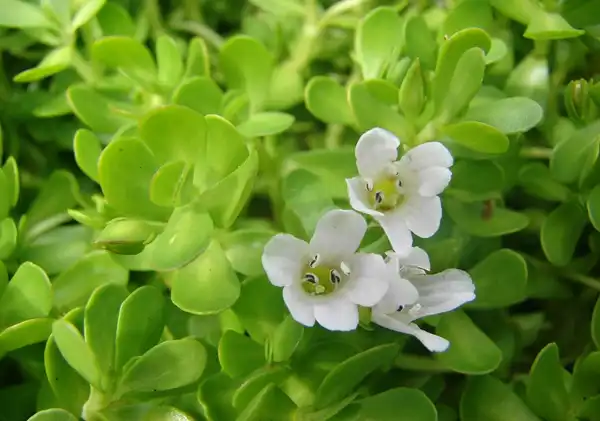 Bacopa Monnieri Extract Powder Benefits You Should Know